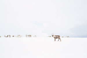 Reindeers in the Distance, 2005