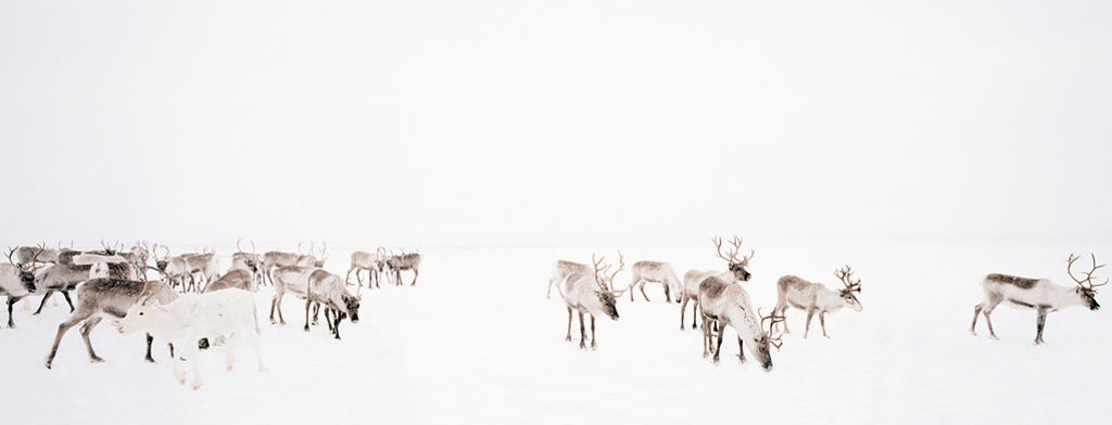 Reindeers, 2005