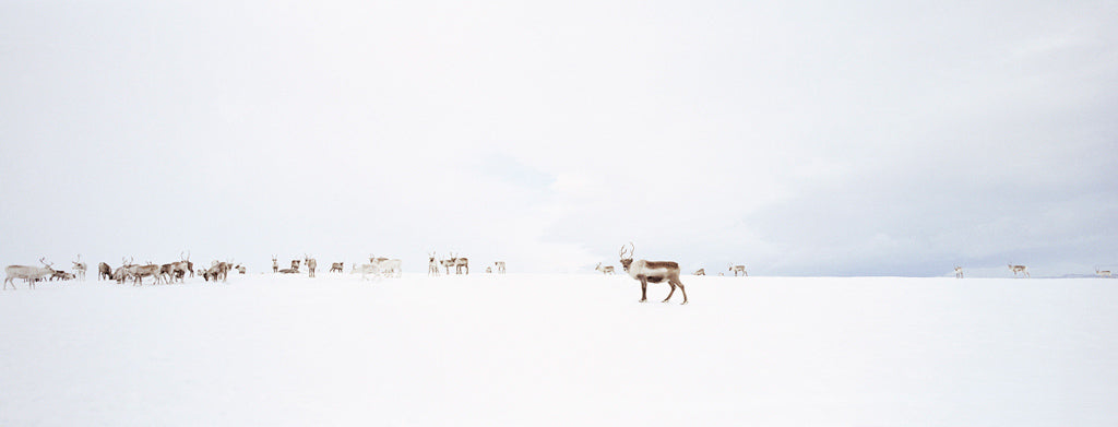 Reindeers in the Distance, 2005