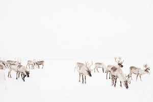 Reindeers, 2005