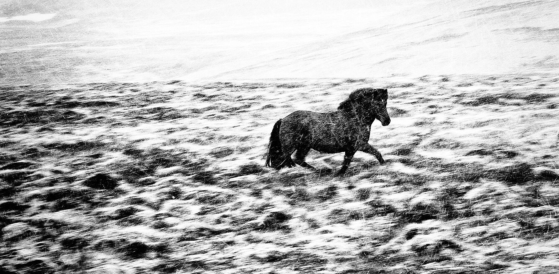 Icelandic Horse, 2012