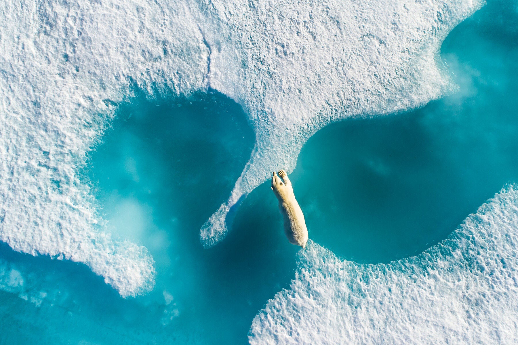 Above the Polar Bear, 2017