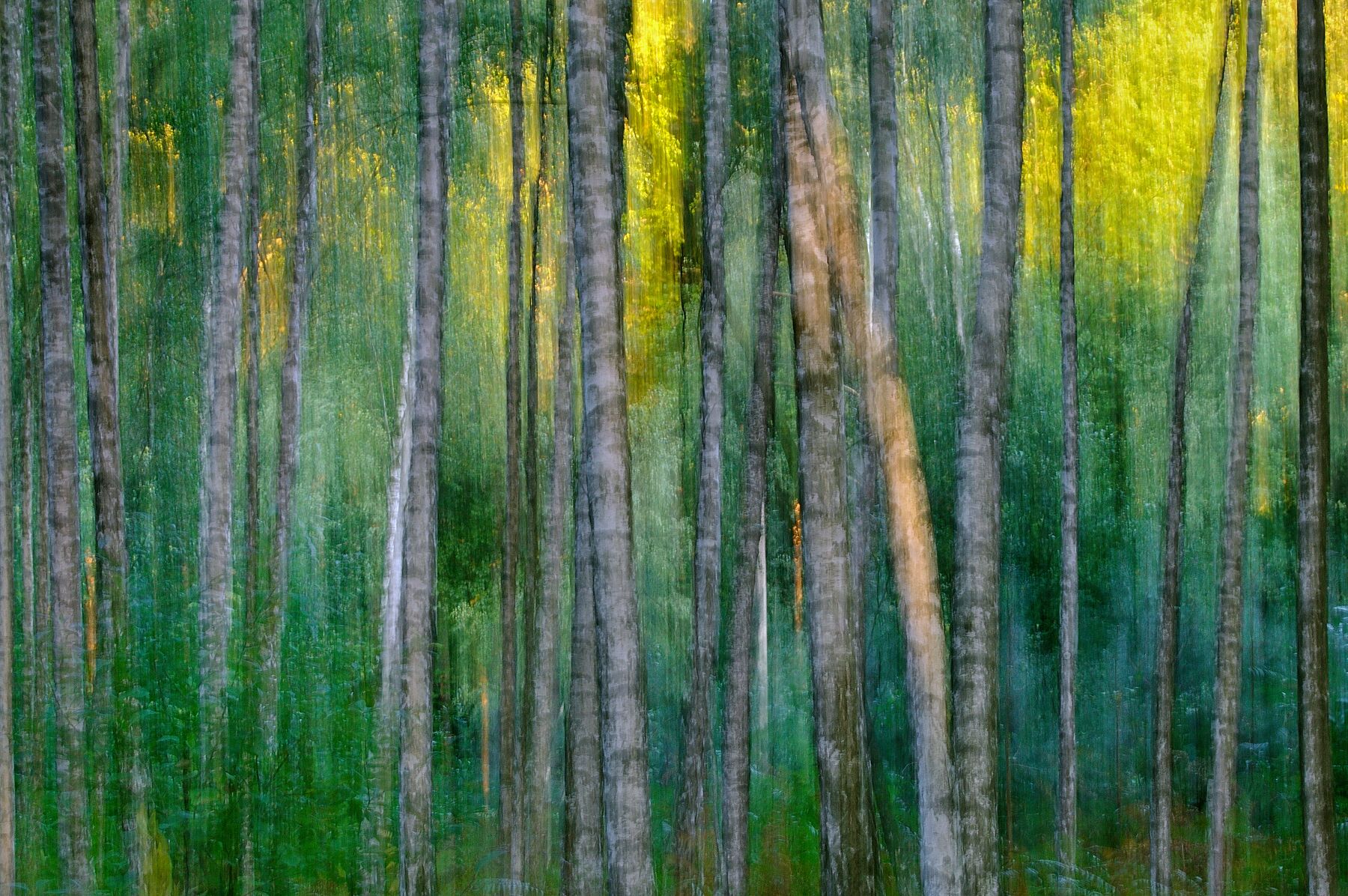 Birch Tree Impression (2009)