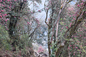 Bhutan Rhododendron Forest, 2010